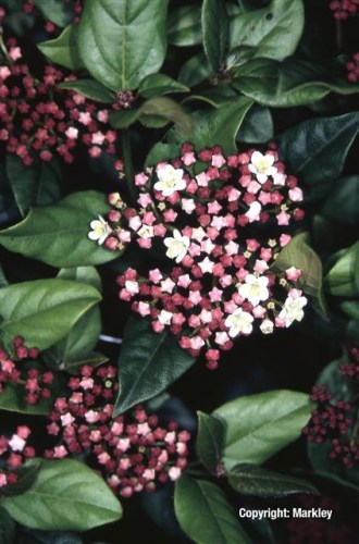 Viburnum tinus 'Gwenllian'