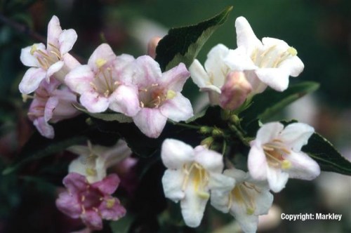Weigela 'Candida'