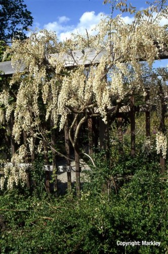 Wisteria sinensis 'Alba'
