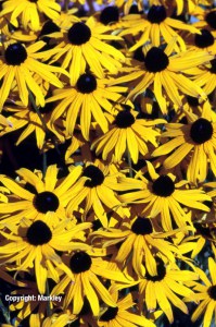 rudbeckia_fulgida_var_sullivantii_goldsturm4