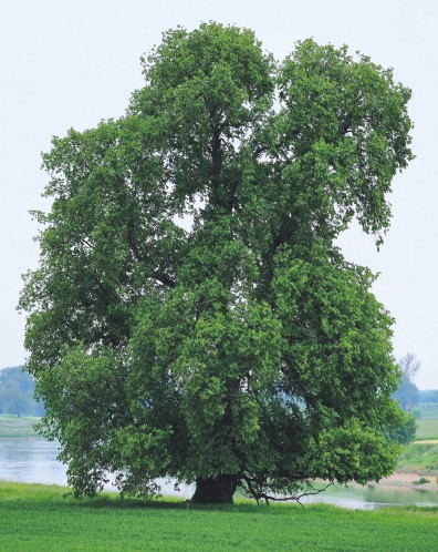 Baum des Jahres 2019 - Die Flatter Ulme