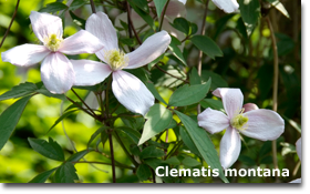 Clematis montana