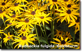 Rudbeckia 'Goldsturm'
