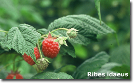 Ribes idaeus