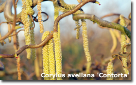 Corylus avellana 'Contorta'