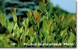 Prunus laurocerasus 'Mano'