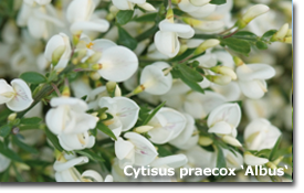 Cytisus praecox albus