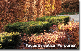 Fagus sylvatica Purpurea
