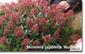 Skimmia japonica Rubella