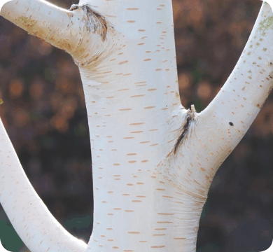 Betula jaquemontii