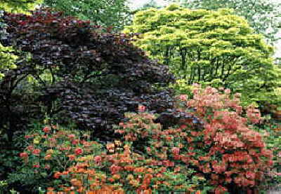 Japanischer Frühling - Für Gärten mit fernöstlichem Flair