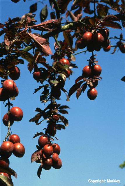 Laubsträucher: Prunus cerasifera (\'Hollywood\') \'Trailblazer\'