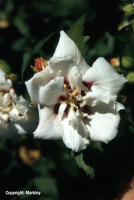 Hibiscus syriacus 'Monstrosus'