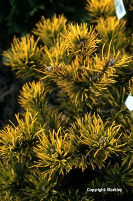 Pinus mugo 'Carstens Wintergold'